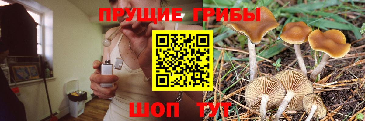Псилоцибиновые грибы Psilocybe  Вход с VPN  Железноводск  Псилоцибиновые грибы мицелий 